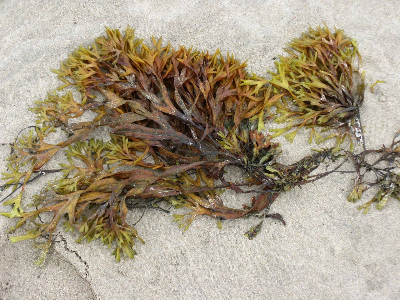 Specie di alga commestibile, immagine di repertorio: fonte foto Pixabay