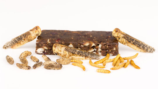 Croccante alle larve della farina e grilli, fonte foto Bigstock