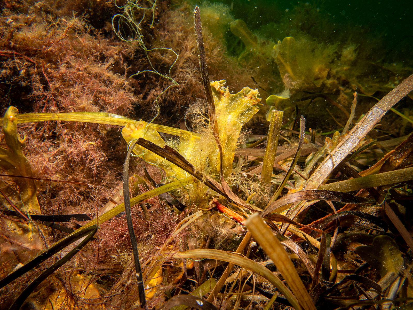 Alga fucus, fonte foto Bigstock