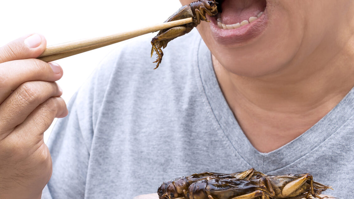 Insetti commestibili, fonte foto Bigstock