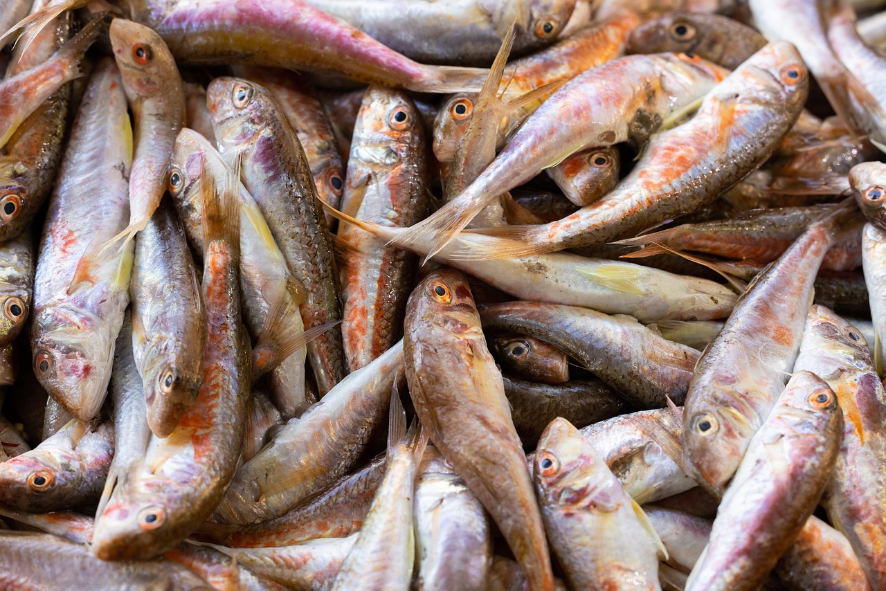 Pesce sintetico, immagine di repertorio - fonte foto Pixabay,com