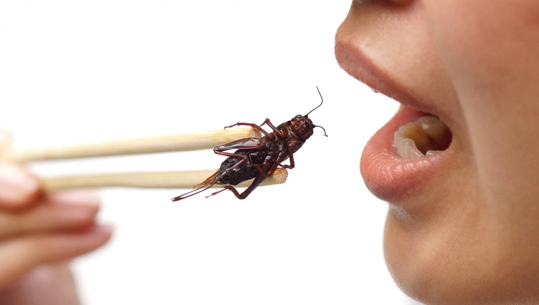 Iniziare a consumare insetti commestibili, 21Bites